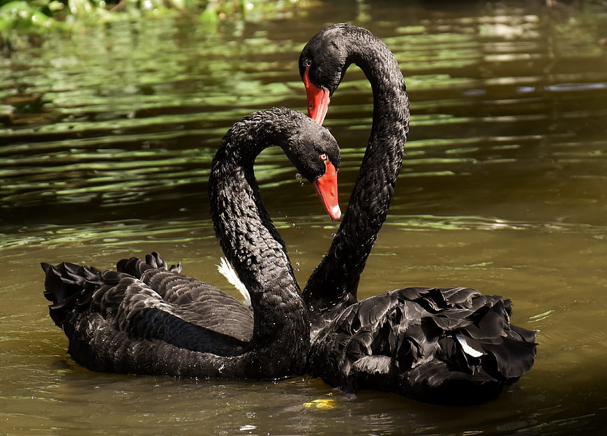 Two black swans forming a heart shape on a lake