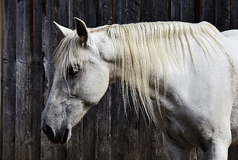 White Horse Profile Against Weathered Wooden Fence