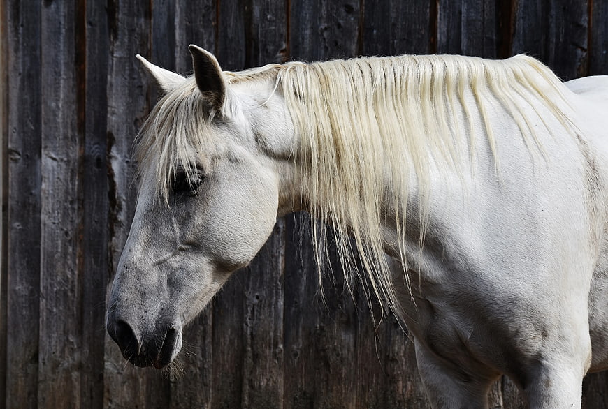 White Horse Profile Against Weathered Wooden Fence