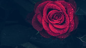 Close-up of a vibrant red rose with water droplets on dark background