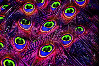 Vibrant Close-Up of Colorful Peacock Feathers with Eye Patterns