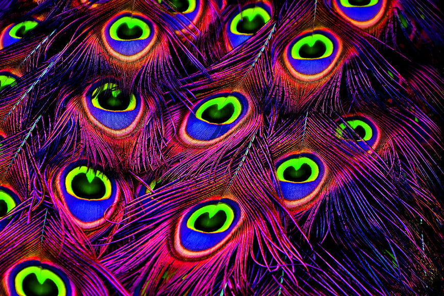 Vibrant Close-Up of Colorful Peacock Feathers with Eye Patterns