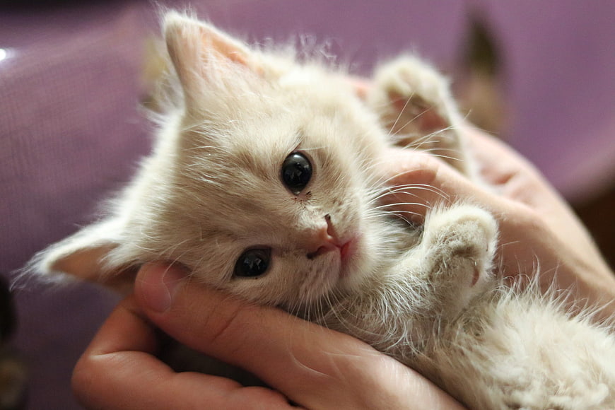 Cute Cream Kitten Held in Hands Close-Up