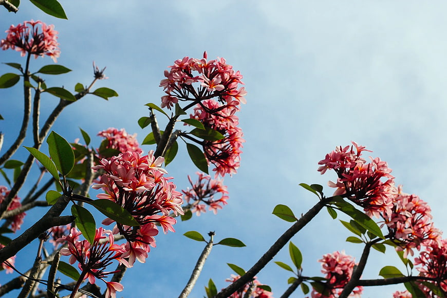 Pink Plumeria Flowers Blooming Against Blue Sky