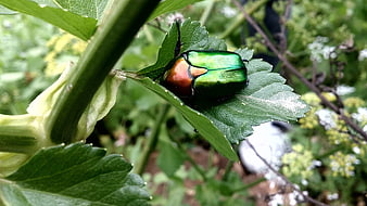 Iridescent Green and Copper Beetle on a Green Leaf