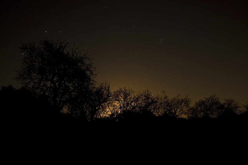 Silhouette of Trees Against a Starry Night Sky