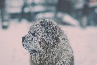 Frost-covered dog portrait in snowy winter landscape