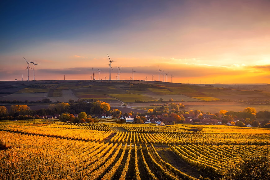 Wind Turbines Silhouetted Over Autumn Vineyards at Sunset