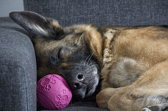 Sleeping German Shepherd Dog with Pink Ball on Sofa