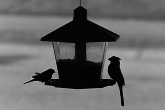 Silhouette of two birds on a feeder in black and white