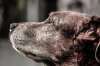 Close-up profile of an old brown dog with white muzzle
