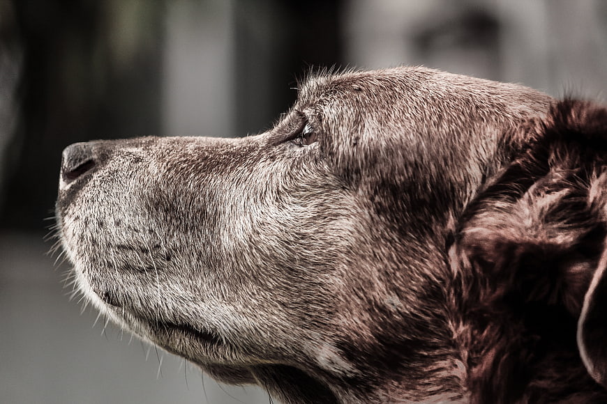 Close-up profile of an old brown dog with white muzzle