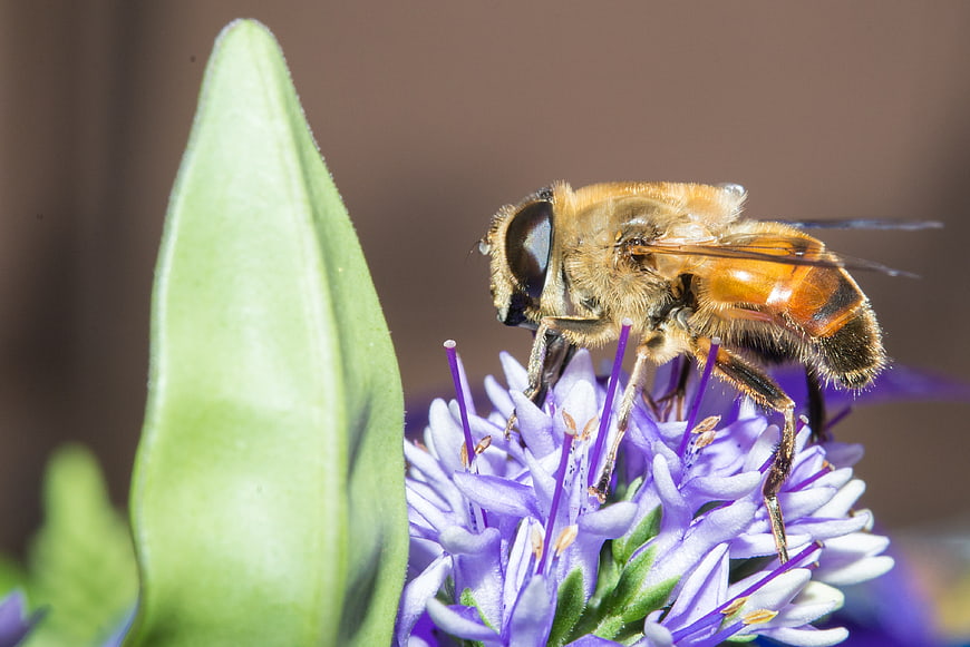 Close-up of a hoverfly on a purple flower