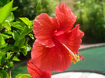 Close-up of Red Hibiscus Flower with Water Droplets