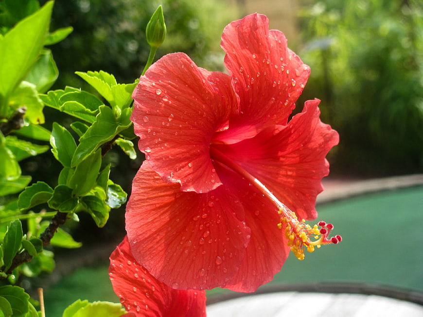 Close-up of Red Hibiscus Flower with Water Droplets