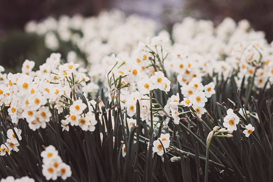 Field of White Daffodils with Yellow Centers in Spring