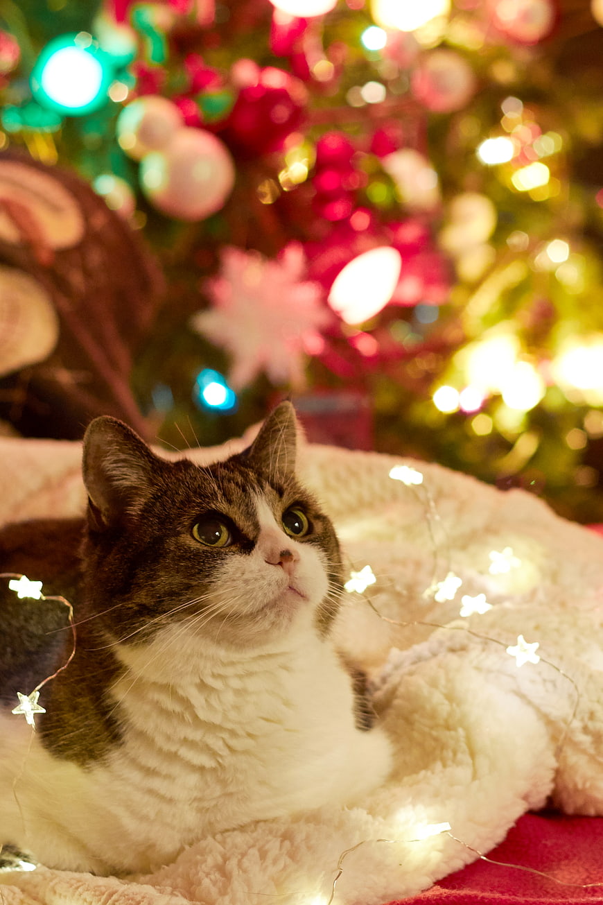 Cute Tabby Cat Resting Near Christmas Tree with Lights