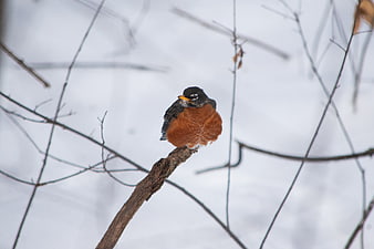 American Robin Perched on Branch in Winter Snow