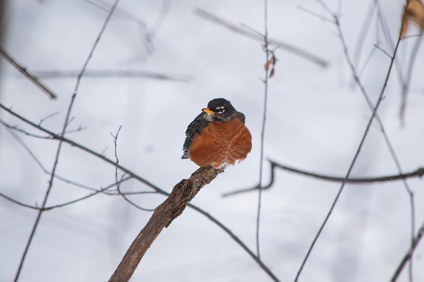 American Robin Perched on Branch in Winter Snow