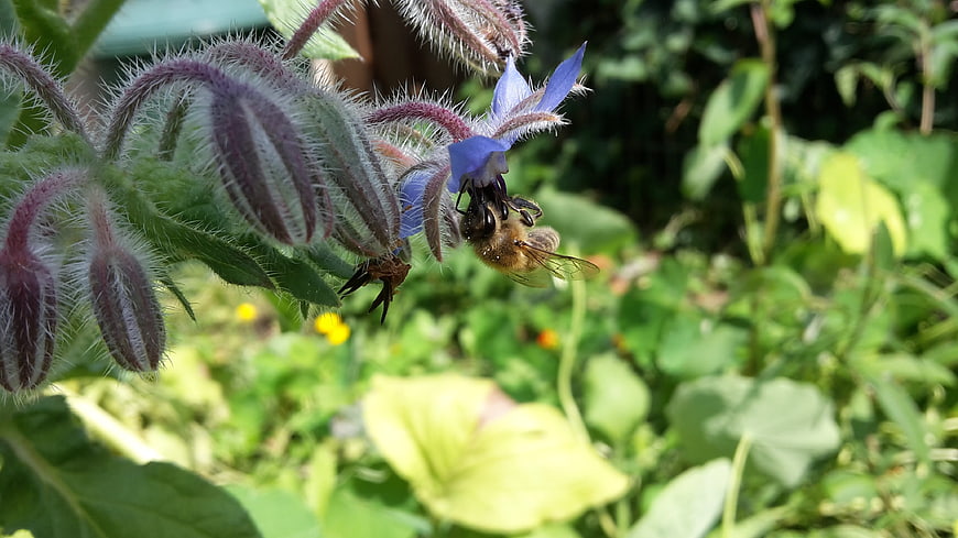 Honeybee Pollinating Blue Borage Flower in Garden