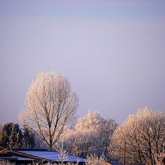 Frost-covered trees and roof against a clear winter sky