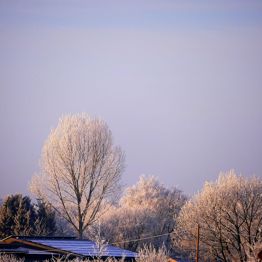 Frost-covered trees and roof against a clear winter sky