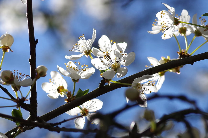 White Cherry Blossoms on Branch Against Blue Sky