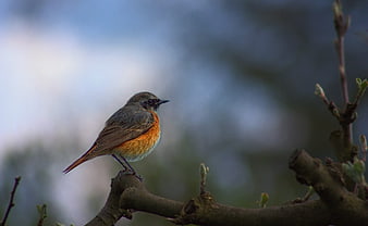 Common Redstart Bird Perched on Branch in Spring