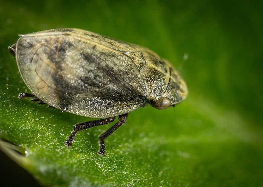 Macro photography of a leafhopper on a green leaf