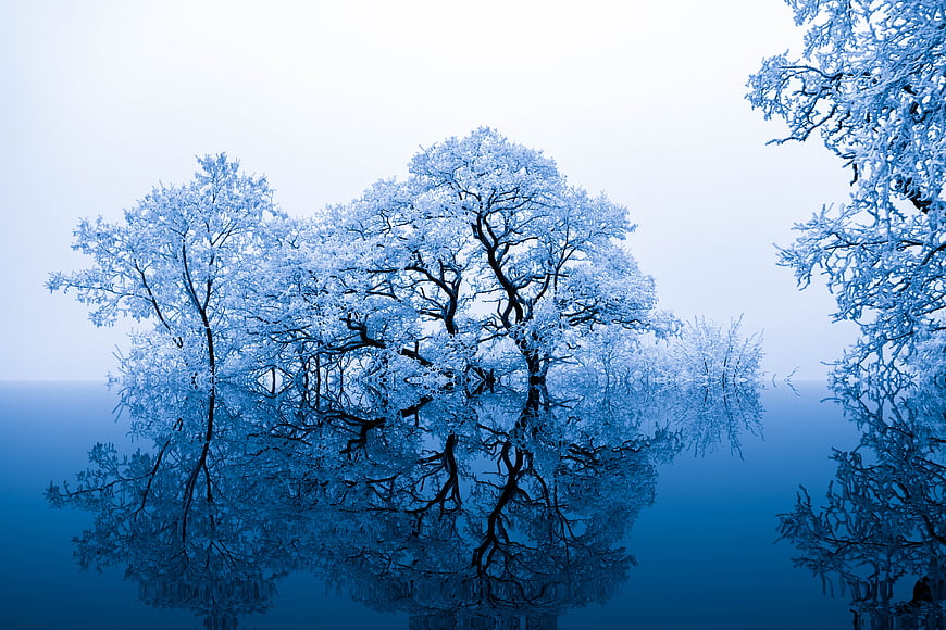 Blue Tinted Trees with Reflection in Water