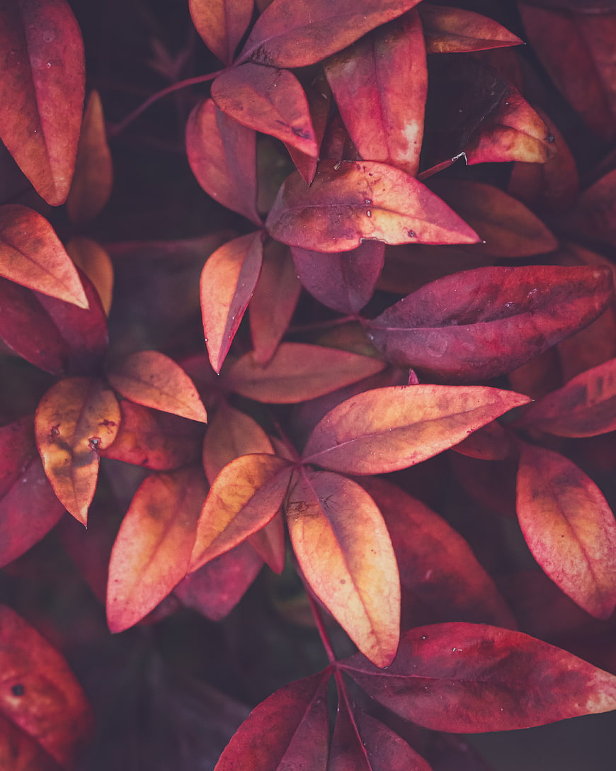 Close-up of vibrant red autumn leaves with natural texture