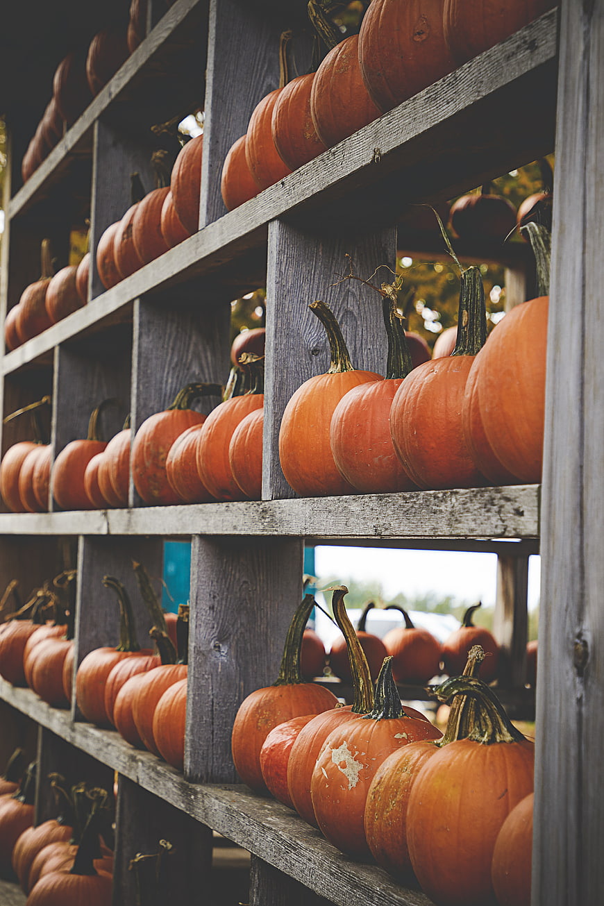 Rows of orange pumpkins on rustic wooden shelves
