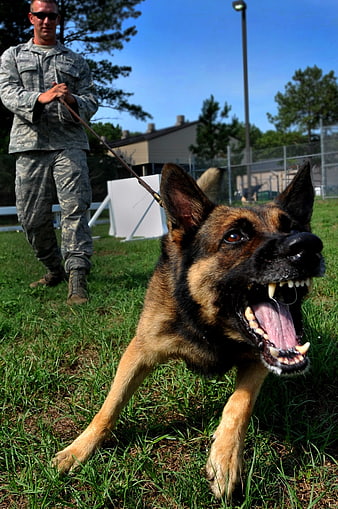 Aggressive German Shepherd Dog Training Session With Military Handler