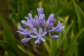 Close-up of purple agapanthus flower in green garden