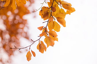 Golden autumn leaves on a branch against a white background