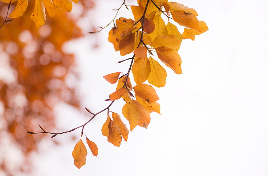 Golden autumn leaves on a branch against a white background