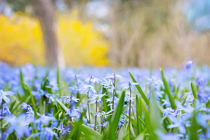 Bluebell flowers blooming in a spring meadow with yellow background
