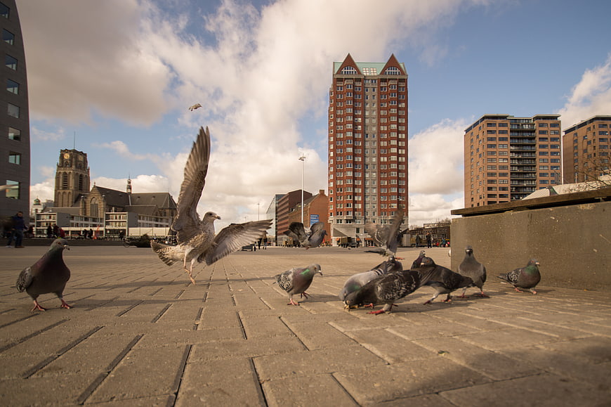 Seagull Landing Among Pigeons in Urban Square