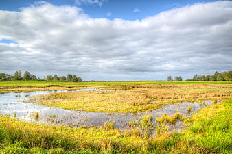Wetland Landscape with Green Grass and Cloudy Sky