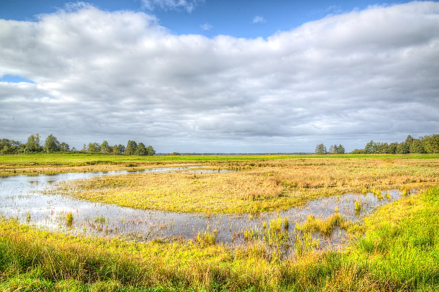 Wetland Landscape with Green Grass and Cloudy Sky