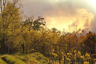 Golden sunset over vineyard with autumn trees and dramatic clouds