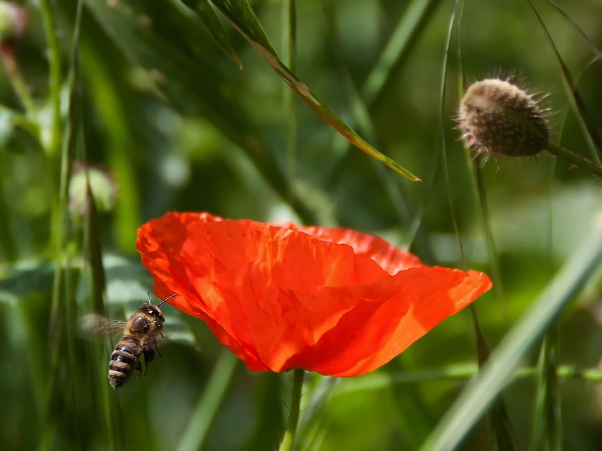 Honeybee Flying Near Vibrant Red Poppy Flower in Green Field