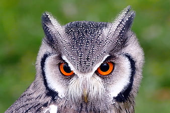 Close-up portrait of a Southern White-faced Owl with intense orange eyes