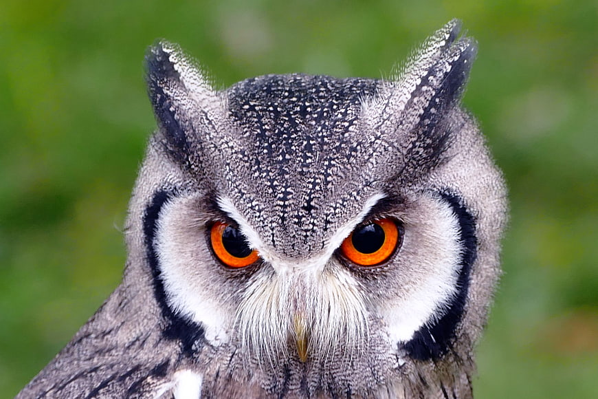 Close-up portrait of a Southern White-faced Owl with intense orange eyes