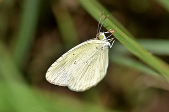 Close-up of a White Butterfly on a Green Blade of Grass