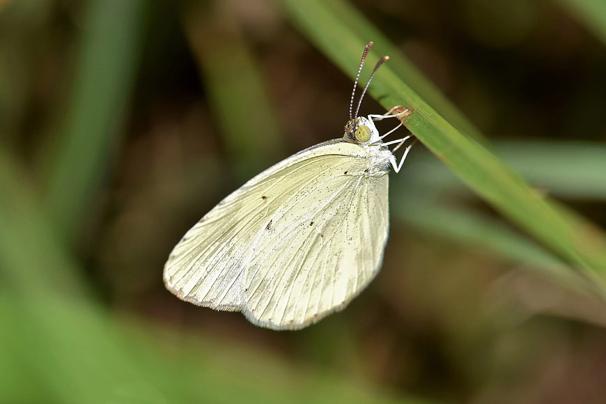 Close-up of a White Butterfly on a Green Blade of Grass