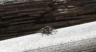 Close-up of a jumping spider on weathered wood