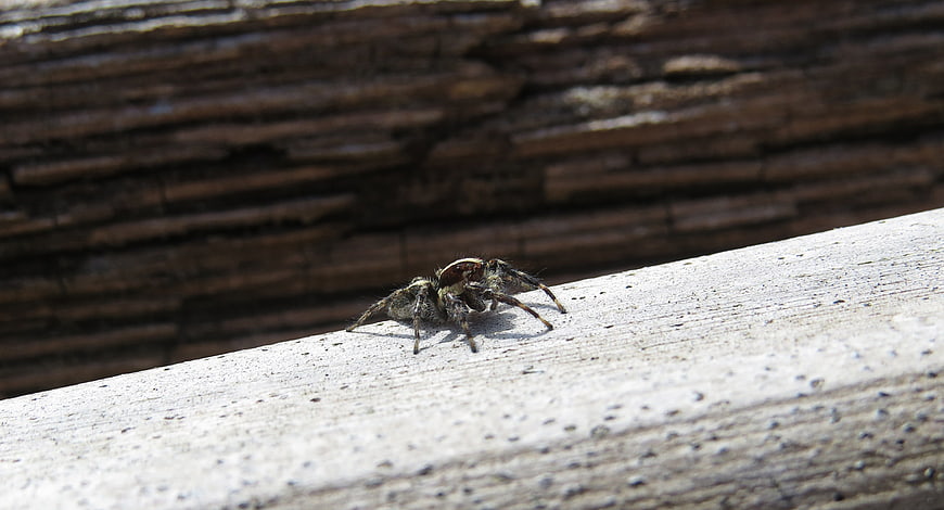 Close-up of a jumping spider on weathered wood
