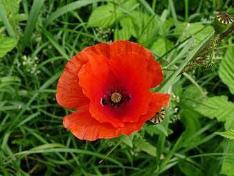 Vibrant Red Poppy Flower in Green Meadow