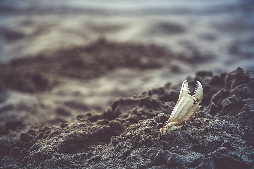 White Ghost Crab on Dark Volcanic Sand Beach
